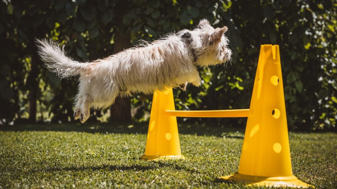 Kleiner weißer Hund springt über Hürde